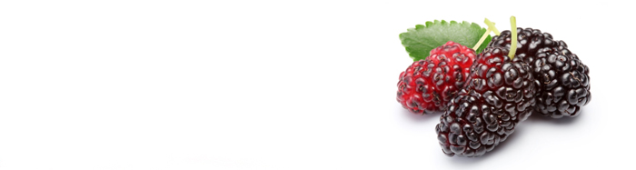 Maulbeeren Header